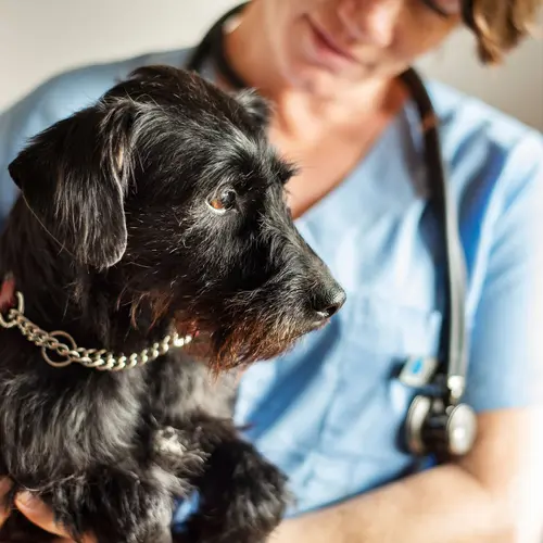 photo of vet and dog